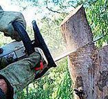  Blackfoot, ID Tree Services Pros