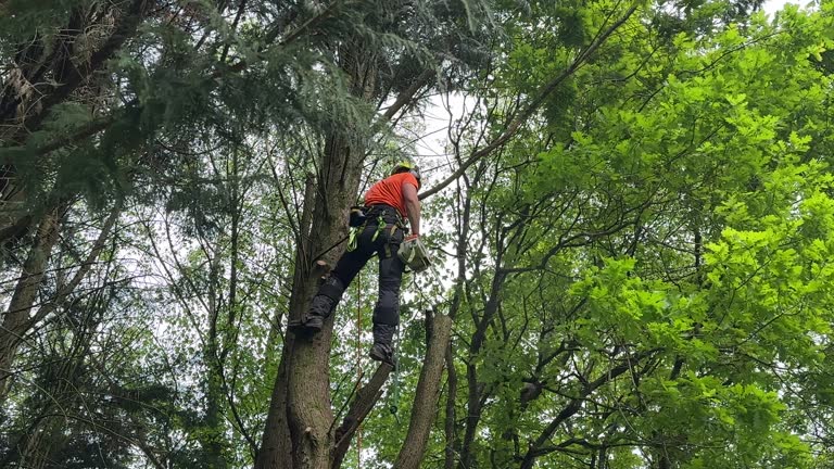 Best Tree Maintenance Programs  in Blackfoot, ID